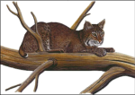 (image for) On the Lookout